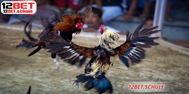 Đá Gà Ăn Tiền 12BET – Luật Chơi Và Cách Cá Cược Hiệu Quả 9 Đá gà ăn tiền 12BET xứng đáng là địa chỉ tin cậy để anh em thử vận may