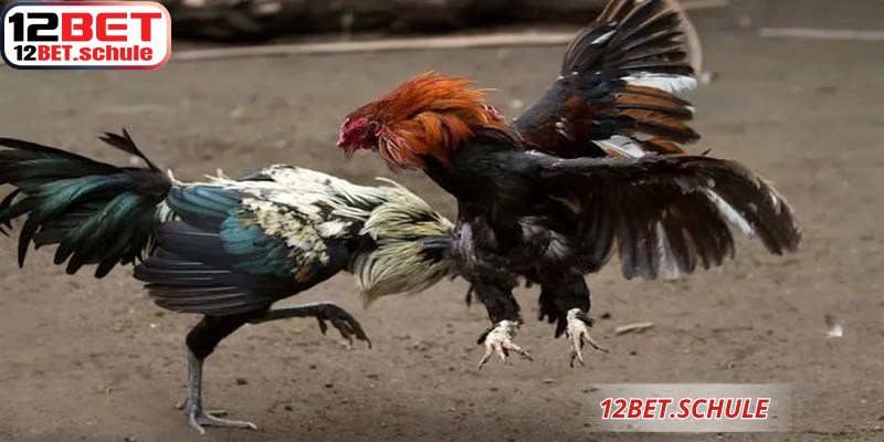 Đá Gà Ăn Tiền 12BET – Luật Chơi Và Cách Cá Cược Hiệu Quả 8 Kinh nghiệm soi kèo đá gà ăn tiền 12BET đầy kịch tính