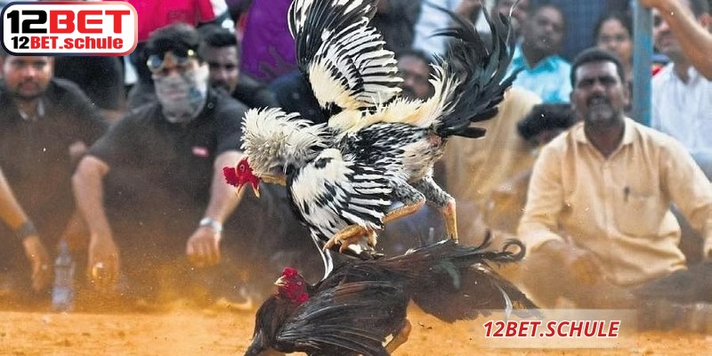 Đá Gà Cựa Sắt 12BET – Sân Chơi Cá Cược Trực Tuyến Uy Tín 6 Bảng tỷ lệ kèo đá gà cựa sắt 12BET hiển thị trực quan