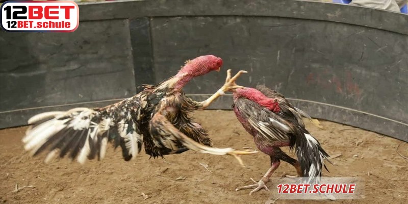 Đá Gà Cựa Sắt 12BET – Sân Chơi Cá Cược Trực Tuyến Uy Tín 5 Những chiến kê đá gà cựa sắt 12BET dũng mãnh chuẩn bị bước vào trận chiến