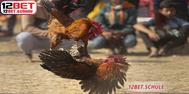 Đá Gà Cựa Sắt 12BET – Sân Chơi Cá Cược Trực Tuyến Uy Tín 7 Không khí kịch tính đá gà cựa sắt 12BET khi hai chiến kê tung ra cú đá hiểm hóc