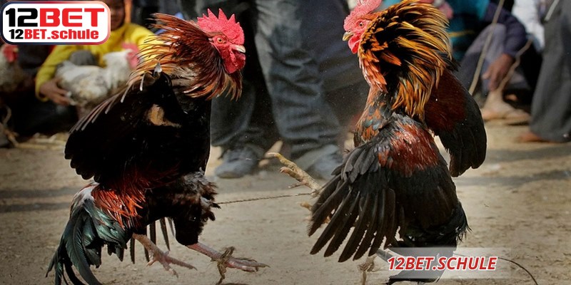 Đá Gà Thomo 12BET – Sân Chơi Cá Cược Trực Tuyến Đỉnh Cao 8 Bảng tỷ lệ kèo 12BET hiển thị chi tiết giúp người chơi dễ dàng phân tích