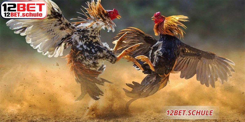 Đá Gà Thomo 12BET – Sân Chơi Cá Cược Trực Tuyến Đỉnh Cao 9 Đá gà Thomo 12BET xứng danh là đấu trường trực tuyến uy tín bậc nhất