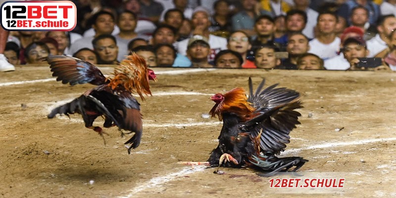 Đá Gà Thomo 12BET – Sân Chơi Cá Cược Trực Tuyến Đỉnh Cao 7 Quy trình kiểm tra đá gà Thomo 12BET nghiêm ngặt đảm bảo tính công bằng