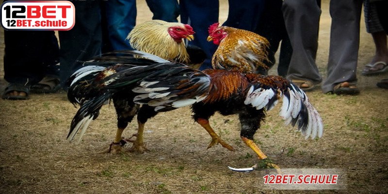 Đá Gà Thomo 12BET – Sân Chơi Cá Cược Trực Tuyến Đỉnh Cao 6 Toàn cảnh đấu trường đá gà Thomo 12BET rực lửa