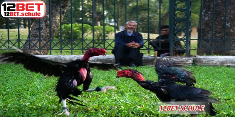Đá Gà Trực Tiếp 12BET – Sảnh Cược Đẳng Cấp Và Uy Tín 9 Đá gà trực tiếp 12BET mang lại một sân chơi cá cược đẳng cấp