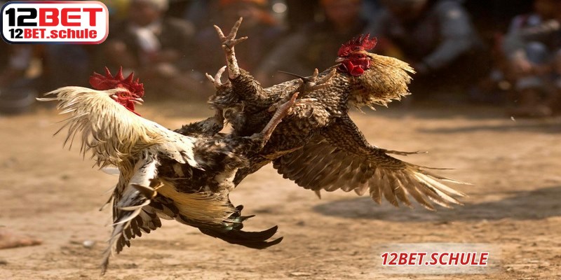 Đá Gà Trực Tiếp 12BET – Sảnh Cược Đẳng Cấp Và Uy Tín 7 Trọng tài kiểm tra cựa sắt đảm bảo tính minh bạch đá gà trực tiếp 12BET