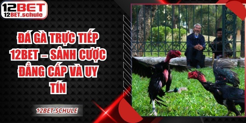 Đá Gà Trực Tiếp 12BET